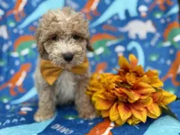 Theo, a male Cockapoo and Poodle - Miniature  for sale in Lakeland, FL – Photo 2 of 9