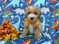 Theo, a male Cockapoo and Poodle - Miniature  for sale in Lakeland, FL – Photo 3 of 9