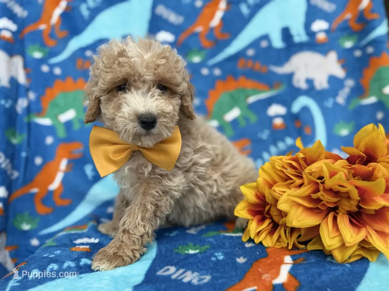 Theo, a male Cockapoo and Poodle - Miniature  for sale in Lakeland, FL – Photo 1 of 9