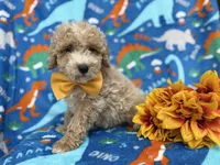 Theo, a male Cockapoo and Poodle - Miniature  for sale in Lakeland, FL – Photo 1 of 9