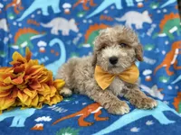 Theo, a male Cockapoo and Poodle - Miniature  for sale in Lakeland, FL – Photo 9 of 9