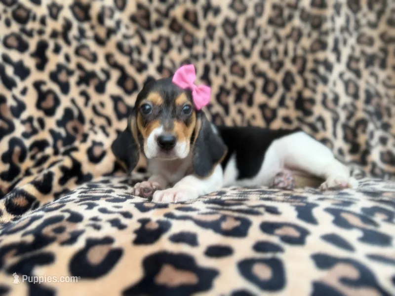 Winnie – Beagle puppy for sale in Lakeland, FL