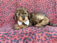 Oscar, a male Miniature Aussiedoodle for sale in Lakeland, FL – 6 of 9