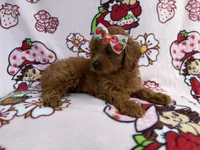 Bella, a female Cavapoo for sale in Lakeland, FL – 4 of 8