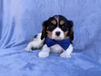 Goonie, a male Cavalier King Charles Spaniel for sale in Lakeland, FL – Photo 1 of 8