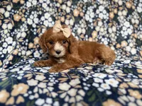 Miley, a female Cockapoo and Poodle - Miniature  for sale in Lakeland, FL – 8 of 8