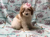 Taffy, a female Poodle - Miniature  for sale in Lakeland, FL – 7 of 10