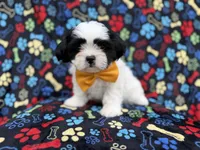 Shep, a male Shih Tzu and Shichon for sale in Lakeland, FL – 1 of 10