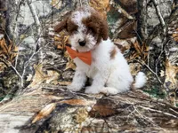 Chip, a male Poodle - Miniature  for sale in Lakeland, FL – 5 of 7