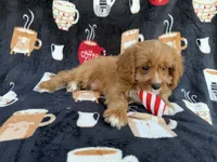 Bentley, a male Cavapoo for sale in Lakeland, FL – 9 of 9