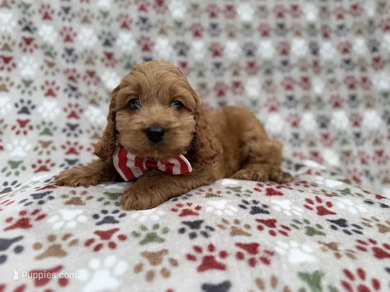 Pete  – Cockapoo puppy for sale in Lakeland, FL
