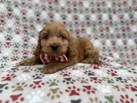 Pete , a male Cockapoo for sale in Lakeland, FL – 1 of 9