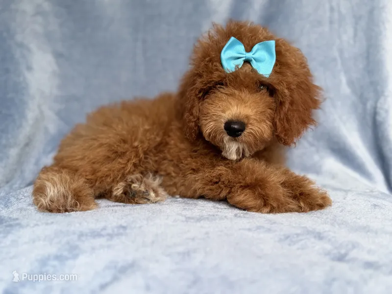 Peaches – Cockapoo puppy for sale in Lakeland, FL