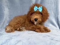 Peaches, a female Cockapoo for sale in Lakeland, FL – 1 of 10