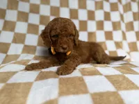 Mathew, a male Cockapoo and Poodle - Miniature  for sale in Lakeland, FL – 6 of 8