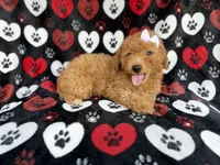 Olivia, a female Miniature Aussiedoodle for sale in Lakeland, FL – 2 of 9