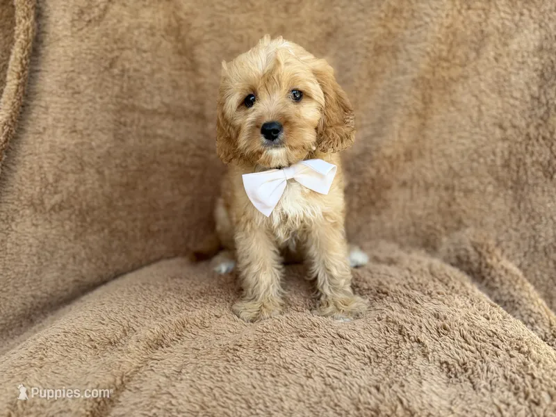 Crook – Cavapoo puppy on hold in Lakeland, FL