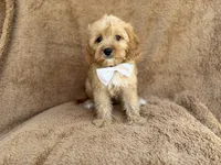 Crook, a male Cavapoo for sale in Lakeland, FL – 1 of 10