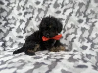 Danny, a male Cavalier King Charles Spaniel and Poodle - Miniature  for sale in Lakeland, FL – 5 of 9