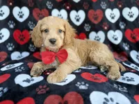 Tuck, a male Cockapoo for sale in Lakeland, FL – 1 of 8