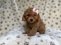 Allison, a female Poodle - Miniature  and Miniature Goldendoodle for sale in Lakeland, FL – 2 of 8