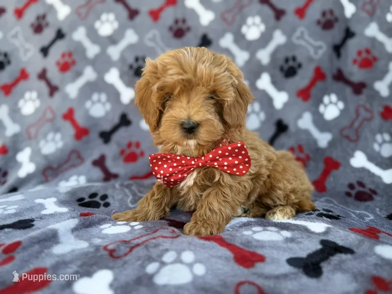 Alex – Cavapoo, Poodle - Miniature  puppy for sale in Lakeland, FL