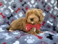 Alex, a male Cavapoo and Poodle - Miniature  for sale in Lakeland, FL – Photo 5 of 9