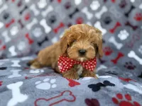 Alex, a male Cavapoo and Poodle - Miniature  for sale in Lakeland, FL – Photo 2 of 9