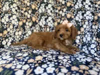 Marley, a female Cavapoo for sale in Lakeland, FL – 9 of 9