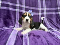 Pooh, a female Beagle for sale in Lakeland, FL – 5 of 8