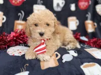 Zane, a male Poochon for sale in Lakeland, FL – Photo 5 of 8