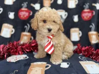 Zane, a male Poochon for sale in Lakeland, FL – Photo 4 of 8