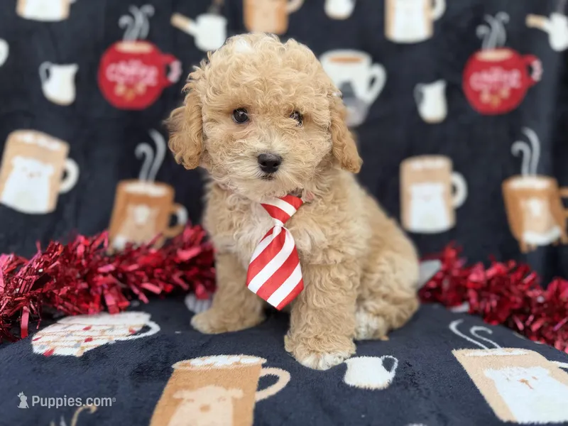Zane, a male Poochon for sale in Lakeland, FL – Photo 1 of 8