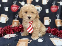 Zane, a male Poochon for sale in Lakeland, FL – Photo 1 of 8