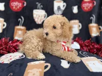Zane, a male Poochon for sale in Lakeland, FL – Photo 6 of 8