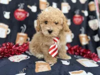 Zane, a male Poochon for sale in Lakeland, FL – Photo 3 of 8