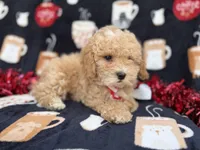 Zane, a male Poochon for sale in Lakeland, FL – Photo 2 of 8