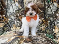 Chip, a male Poodle - Miniature  for sale in Lakeland, FL – 5 of 7
