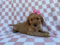 Mittens, a female Golden Retriever for sale in Lakeland, FL – Photo 4 of 9