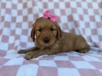 Mittens, a female Golden Retriever for sale in Lakeland, FL – Photo 9 of 9