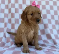 Mittens, a female Golden Retriever for sale in Lakeland, FL – Photo 5 of 9