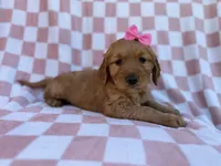 Mittens, a female Golden Retriever for sale in Lakeland, FL – Photo 3 of 9