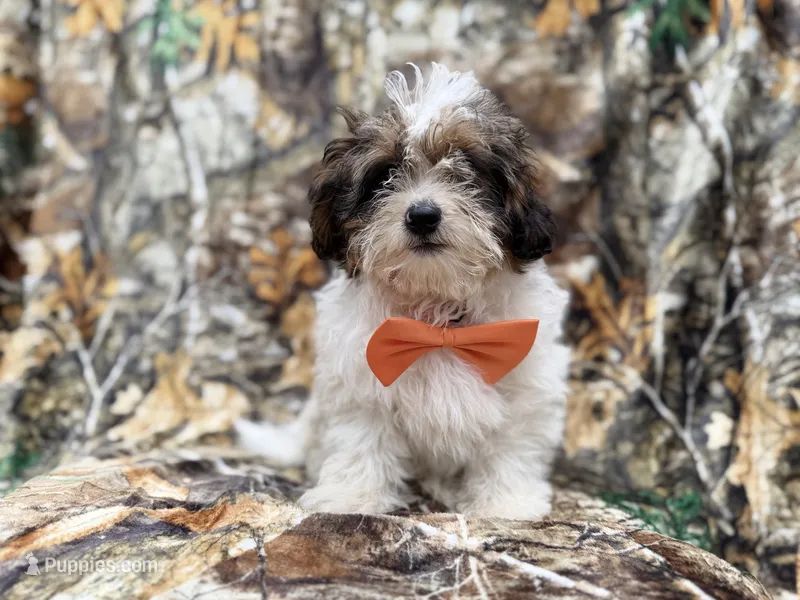 Dagger – Shihpoo puppy for sale in Lakeland, FL