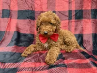 Muffin, a male Poodle - Miniature  for sale in Lakeland, FL – 7 of 8