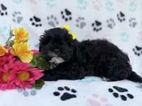 Nelly, a female Shihpoo for sale in Lakeland, FL – Photo 1 of 8