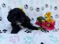 Nelly, a female Shihpoo for sale in Lakeland, FL – Photo 2 of 8