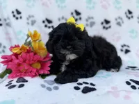 Nelly, a female Shihpoo for sale in Lakeland, FL – Photo 6 of 8