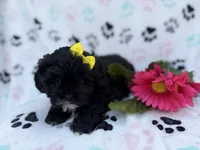 Nelly, a female Shihpoo for sale in Lakeland, FL – Photo 7 of 8