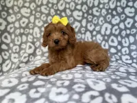 Molly, a female Cavapoo for sale in Lakeland, FL – 6 of 9
