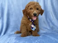 Dash, a male Miniature Goldendoodle for sale in Lakeland, FL – 1 of 9